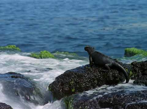 
Marine iguana - Galapagos IMAX DVD
